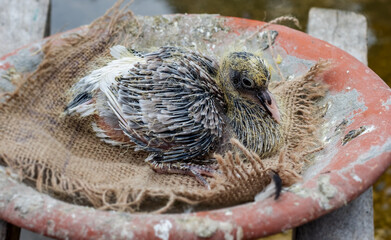 Baby pigeon with growing hair sitting on its nest close up