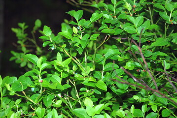 Not a large blueberry bush with small leaves. Small oval green leaves and still red blueberries on a small bush in the evening forest. Vaccinium myrtillus is a low-growing shrub.