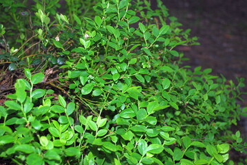 Blueberry bushes in the evening forest. Vaccinium myrtillus, blueberry undersized shrub. On thin long curved brown and green twigs, small oval green leaves on a small bush.