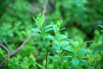 Fototapeta na wymiar Blueberry bushes in the evening forest. Vaccinium myrtillus, blueberry undersized shrub. On thin long curved brown and green twigs, small oval green leaves on a small bush.