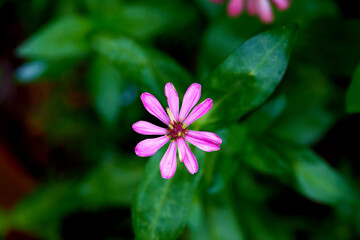 pink Zinnia flower blooming isolated in the garden