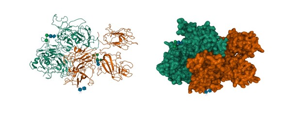 Structure of coagulation factor VIII, 3D cartoon and Gaussian surface models, chain id color scheme, based on PDB 2r7e, white background