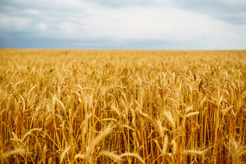 Golden field of wheat in a summer day. Growth nature harvest. Agriculture farm.