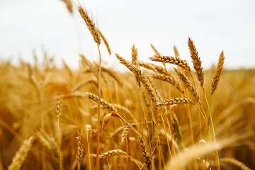 Golden field of wheat in a summer day. Growth nature harvest. Agriculture farm.