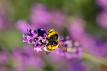 Lavender flowers are popular with insects 