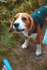 Naklejka na ściany i meble beagle dog sitting on grass