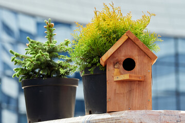 Fototapeta na wymiar House for birds and decorative plants in pots. birdhouse