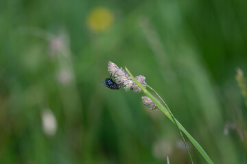 La mouche des près