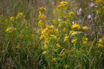 Obraz premium Prairie en fleur 1