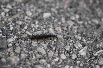 Chenille sur route 2 (lépidoptère) 
