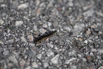 Chenille sur route 1 (lépidoptère) 