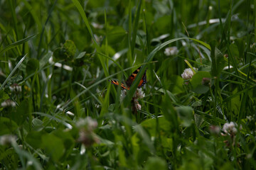 La petite Tortue dans l'herbe