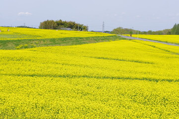 Obraz premium 菜の花、豊かさの花言葉 黄色い絨毯のような菜の花畑