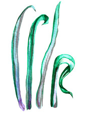 a watercolor grass, green, pink, purple, hand draw, long leaves
