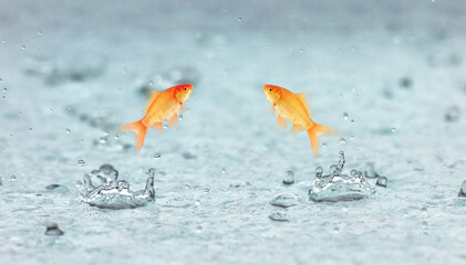 goldfish jumps out of the water