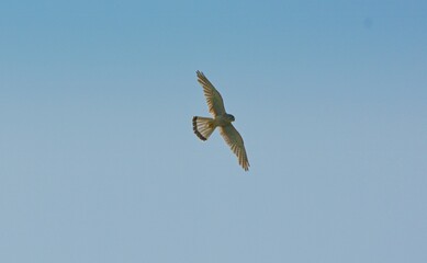 bird in the sky