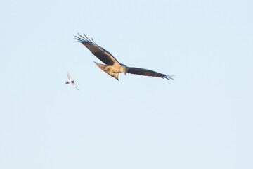 red kite and wagtail