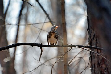 robin on a branch