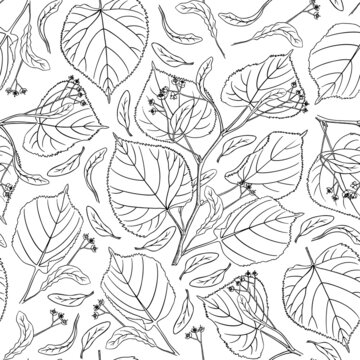 Linden blossom seamless pattern. Black outline contour on white background. Lime tree texture for packaging design. Vector illustration.