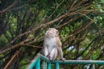 Monkey sleeping and sitting on fence 