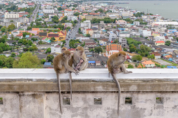 Monkeys in city of Songkhla,South of Thailand