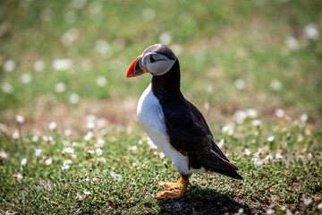 A Close Up of an Atlantic Puffin, with a Shallow Depth of Field