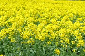 菜の花、豊かさの花言葉　黄色い絨毯のような菜の花畑
