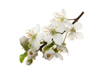 Beautiful fresh cherry blossoms isolated on white