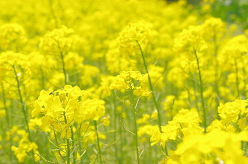 Obraz premium 菜の花、豊かさの花言葉 黄色い絨毯のような菜の花畑