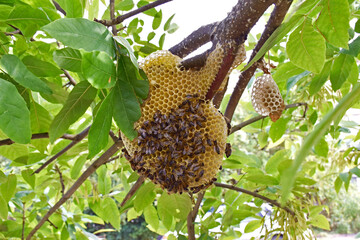 A wild bees on the honeycomb