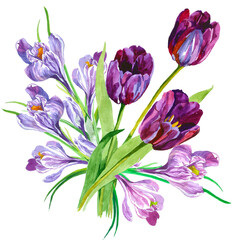 Violet tulis and crocuses flowers bouquet watercolor isolated on white background botanical illustration for all prints.