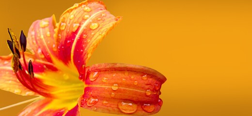 close-up of lily petals in raindrops on yellowish background