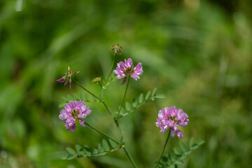 Fototapeta premium Fleur des près 29