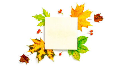 Autumn leaves background. Dried green leaves, yellow leafs and red berries in shape frame isolated on white background with blank space for text. Concept of Thanksgiving day or Halloween.