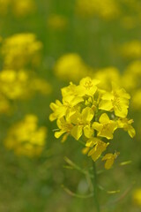 Obraz premium 菜の花、豊かさの花言葉