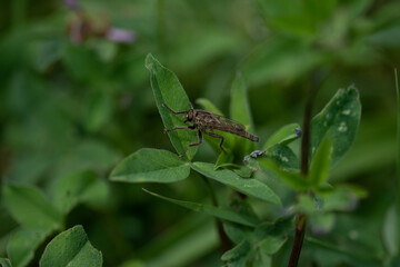 Grosse mouche des champs