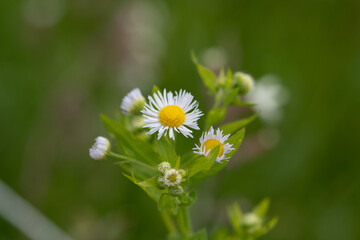 Fleur des près 21