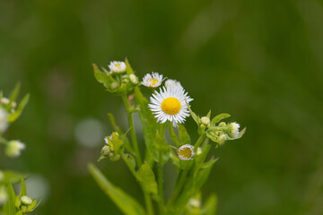 Fleur des près 20