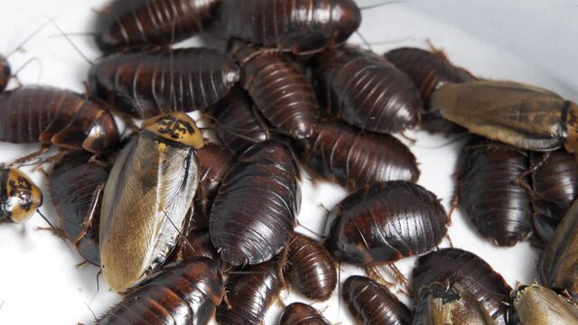 Huge cockroaches crawl on a white background. Pests, nasty insects. Top view, close-up, 4K UHD.