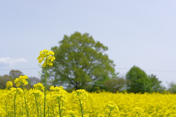 Obraz premium 菜の花、豊かさの花言葉 黄色い絨毯のような菜の花畑