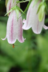 ホタルブクロと蜂