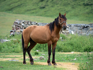 Portrait of a young horse in the village of Kitrisi, Georgia