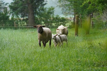 Obraz premium Schaf Familie 