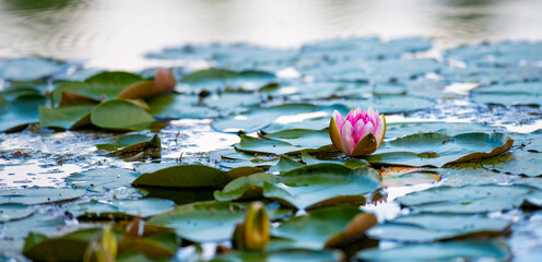 Seerose © Harald Tedesco