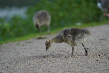 Graugans Küken auf Futtersuche 