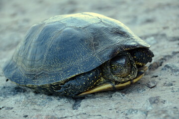 A representative of the European pond turtle population on the rocks.
