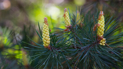 pinus resinosa. young tender cones on a pine branch in the forest. Closeup of Red Pine, Pinus resinosa, Male Pollen Cone, Pinecone, in Early Spring. natural background, medicinal, fragrant needles