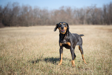 Beautiful black dog during a obedience training and regular walk