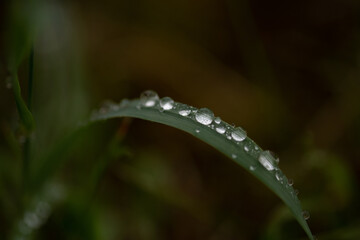 Herbe et gouttes d'eau 2