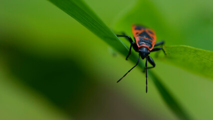 Spilostethus pandurus. Bug soldier on a green background close-up. macro nature. the insect sits on a branch. bright red beetle. red and black color. the first beetle in early spring